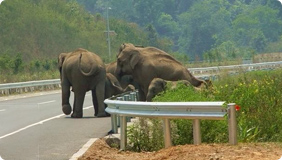 人與野生動(dòng)物關(guān)系激化